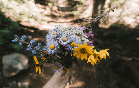 Exploring Nature's Canvas: Hiking During Wildflower Season - Ziphers